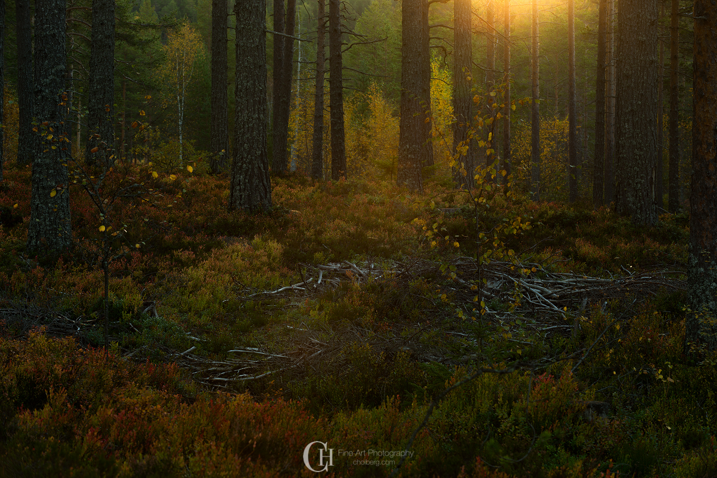 The Norwegian Autumn