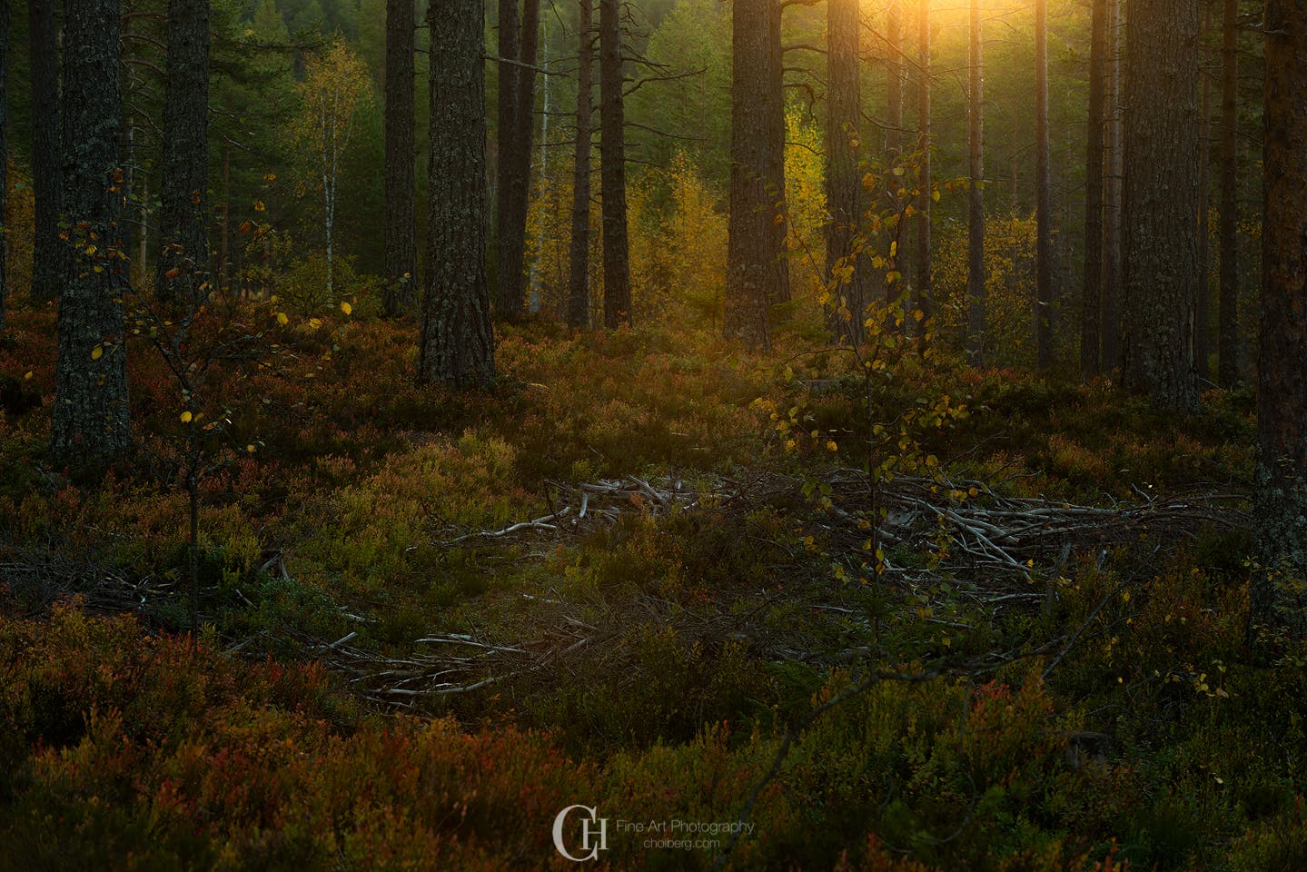 deep-woods-sunrise-oksne-fall.jpg