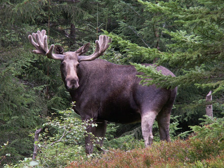 Elk in Telemarken