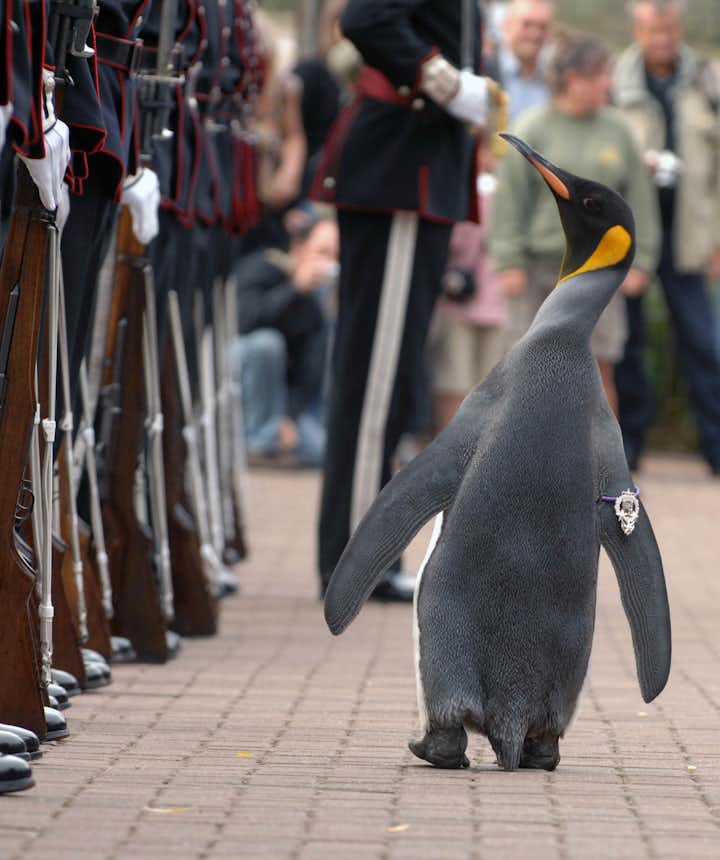 Nils Olav inspects his troops
