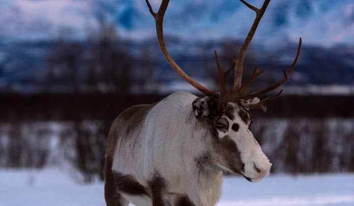 Reindeer Sledding & Northern Lights | Overnight Tour