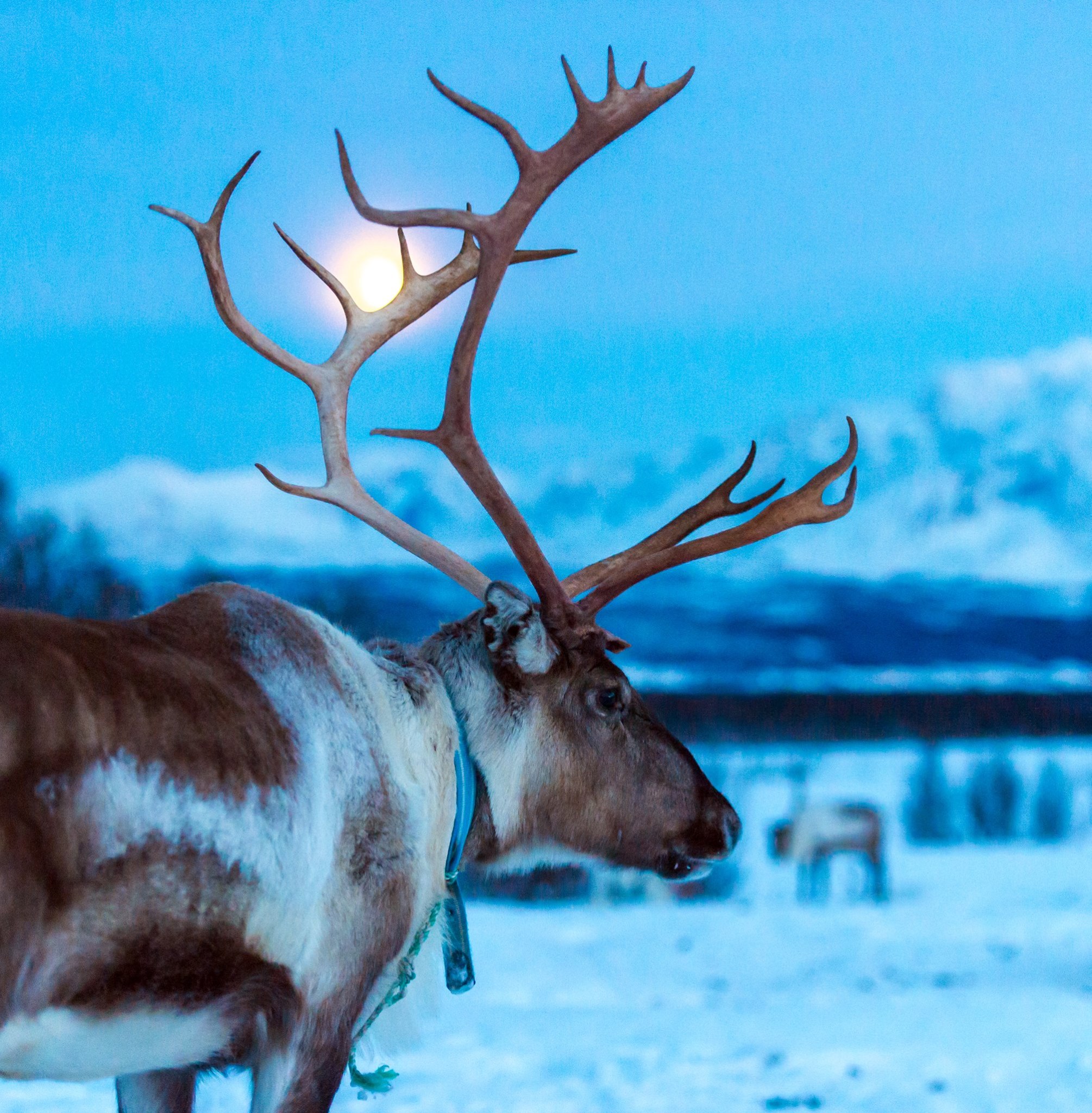 Northern Lights and Reindeer Sledding with Sami Guides