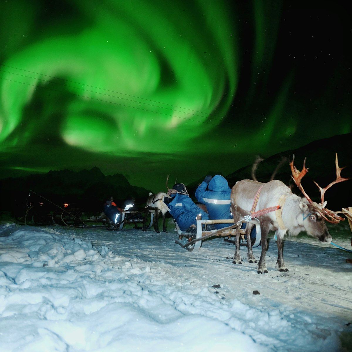 Northern Lights and Reindeer Sledding with Sami Guides | Northern