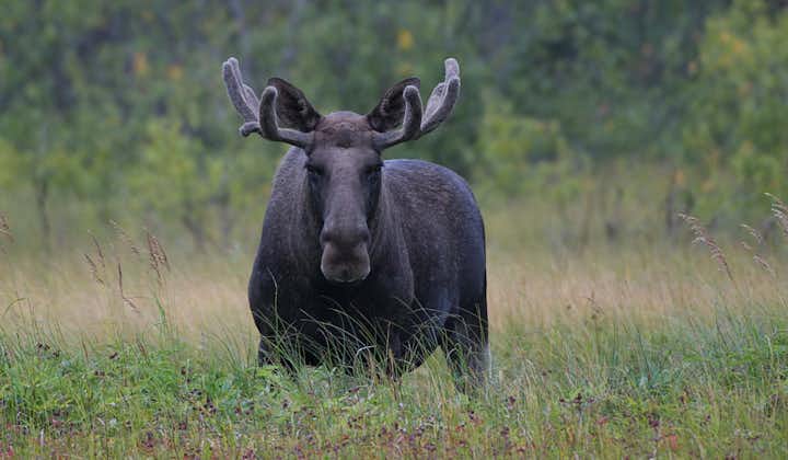 Meet the Friendly Moose on Bodø Moose Safari Day Trip